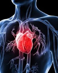 Kardiovaskularni sistem